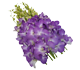 گل ارکیده دندروبیوم بلوبری وایت